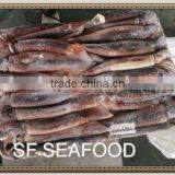 Todarodes Pacificus in Good Quality thumbnail-2