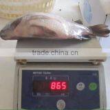 Frozen Tilapia thumbnail-6