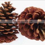 Natural pine cone for christmas deco