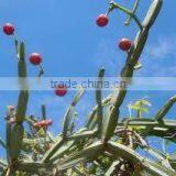 Cissus Extract thumbnail-3