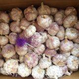 4.5cm 5cm 5.5cm Normal White Garlic Small Packing 1n 10kg Carton Box thumbnail-2