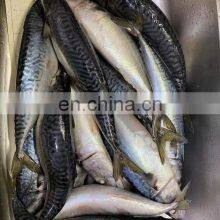 Raw Frozen Pacific Mackerel Fish Whole Round for Export thumbnail-3