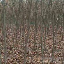 Red Beech Tree thumbnail-2