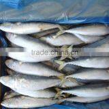 2016 Newly Processed Pacific Mackerel 200-300g
