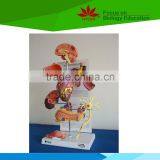 Low Priced Heart Beat and Blood Circulation Electric Model thumbnail-4