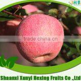 Red Color and Fresh Style fruits fresh fuji apple fruit for selling