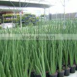 Golden Green Sansevieria for Indoor Ornamental Bonsai Plants thumbnail-6