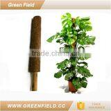 Wholesale Coconut Plant Support Stick Coco Pole thumbnail-1