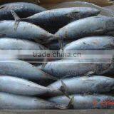 Sarda Chiliensis - Eastern Pacific Bonito 1000g+ thumbnail-3