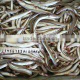 Frozen Ammodytes thumbnail-1