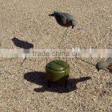 Feeding Mourning Dove Dedoys With Stake thumbnail-6