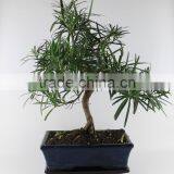 Podocarpus 25cm Art thumbnail-1