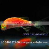 Pink Danio Fish Farm For Sale and Aquarium Fish Export thumbnail-4