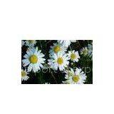 Chamomile thumbnail-1