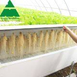Hydroponic PC Sheet Greenhouse for Cucumber/Tomato/Lettuce