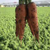 Vegetable Seeds Fresh Carrots Seeds for Sale No.84 thumbnail-1