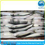 Grade A Frozen Pacific Mackerel 150g 250g 150-250g