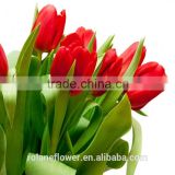 special export red wine flowers with single petals tulip in kunming