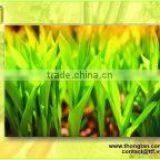 Canned Sweet Corn Export by Thongtan Foodstuff Co.,Ltd thumbnail-1
