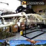 MY Dino-C060 Artificial Sperm Whale Skeleton for Sale thumbnail-2