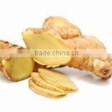 Fresh Ginger Best Price and High Quality From Vietnam