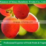 Red Globe Grapes Price Yunnan Red Globe Grape Sweet Fresh Good Taste thumbnail-3