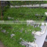 Family Gardening Service and Products thumbnail-1