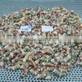 HLSO Cat Tiger Shrimps thumbnail-3