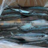 Frozen Hard Tail Scad 60/80 per Carton From China thumbnail-2