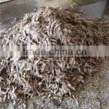 Salted Anchovy in Barrel thumbnail-3