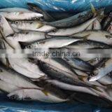 Hot Sale Fish Frozen Pacific Mackerel Whole thumbnail-2