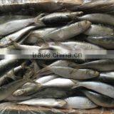 China for Canned Frozen Sardine With Good After-sale Service thumbnail-6