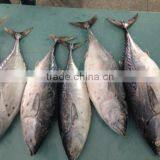 Bonito Tuna (Auxis Tapeionsoma) thumbnail-2