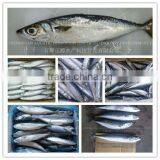 New Landing Frozen HGT Frozen Fresh Fish Pacific Mackerel for Can Company thumbnail-6