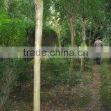 Lagerstroemia Indica Field in the North thumbnail-3