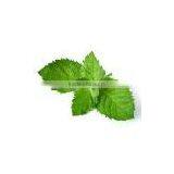 Dementholised Oil thumbnail-3