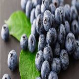 Bilberry extract,PLANT EXTRACT,Solvent Extraction