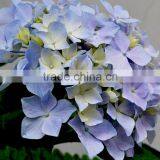 Fashionable Hot Sale Hydrangea Bridal Flower thumbnail-4