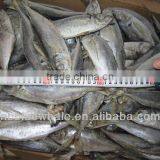 Horse Mackerel Fish From China