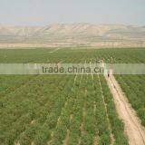 Organic Chinese Goji thumbnail-2