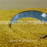 2016 crop glutinous yellow millet sticky millet for rice cake