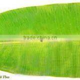 Banana Leaf