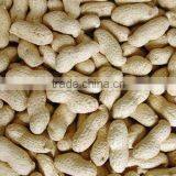2012 Luhua Peanut in Shell Price in China thumbnail-1