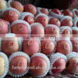 Red Fuji Apples/100-125/138-198 thumbnail-2