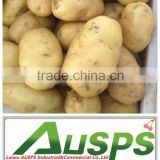 china fresh potato price per ton