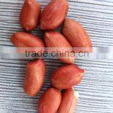 Wholeslae Groundnut Salted Chinese Roasted Red Skin Peanuts thumbnail-1