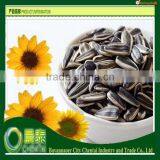 2013 Sunflower Seeds 6009 Sale