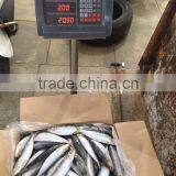 Sardine(Sardinella Longiceps) thumbnail-6