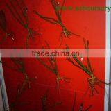 Peony Bonsai Nursery Plant Supplier thumbnail-1