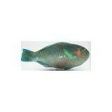 Philippines Parrot Fish thumbnail-1